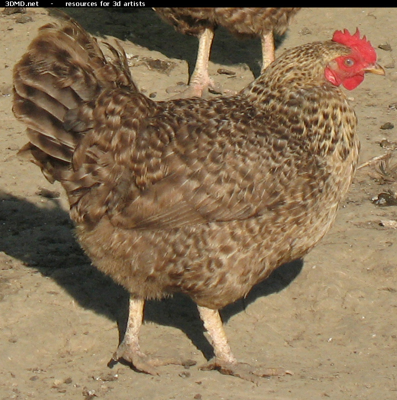 Grey Hen Photo     