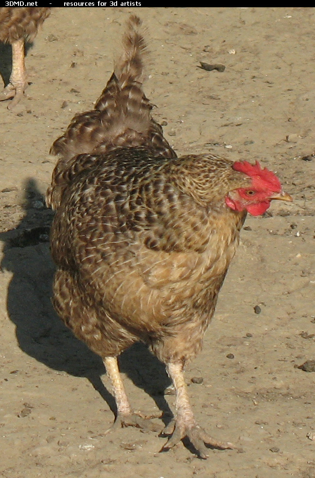 Grey Hen Photo     