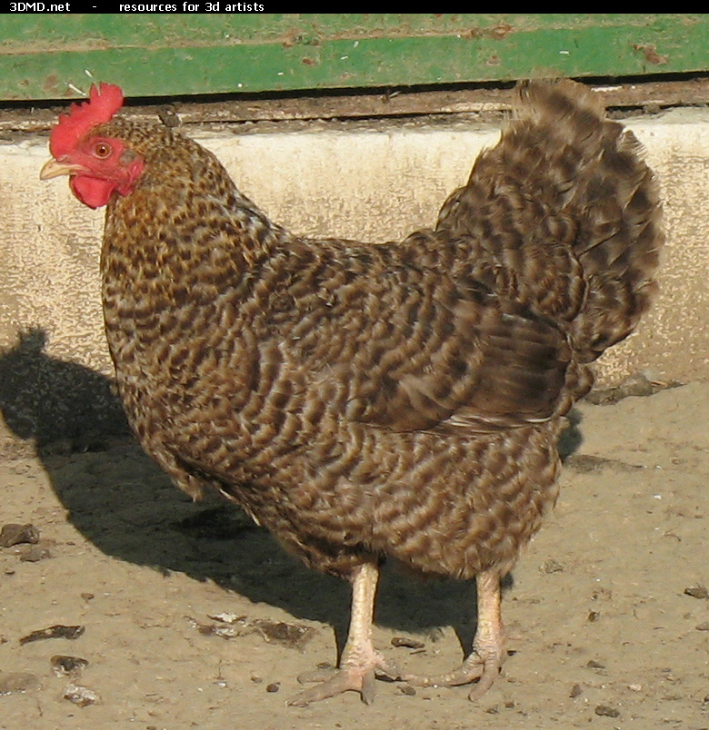 Grey Hen Photo     