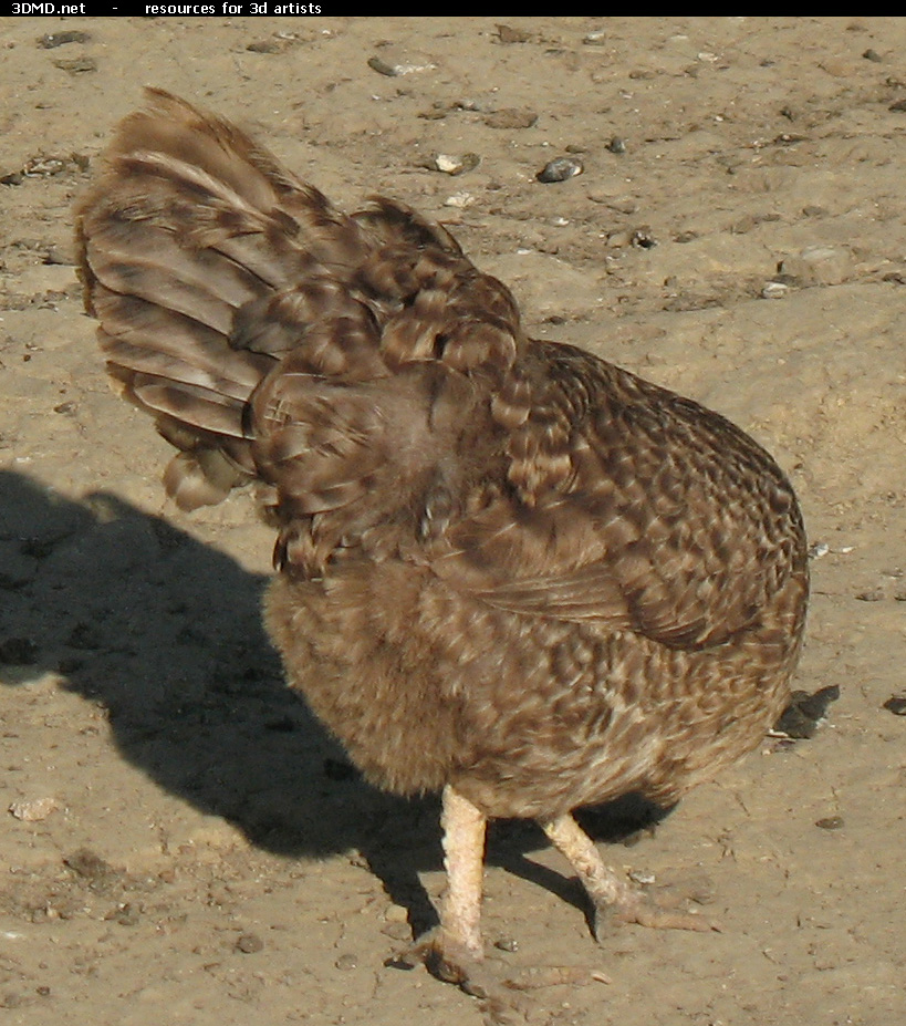 Grey Hen Photo     