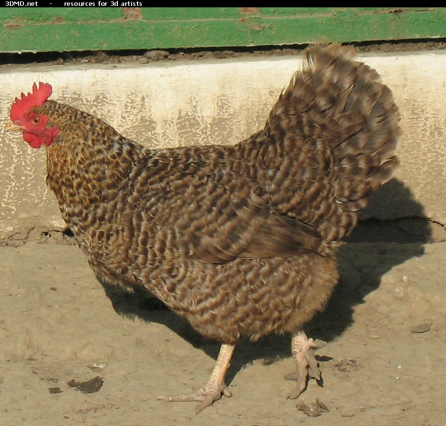 Grey Hen Photo     