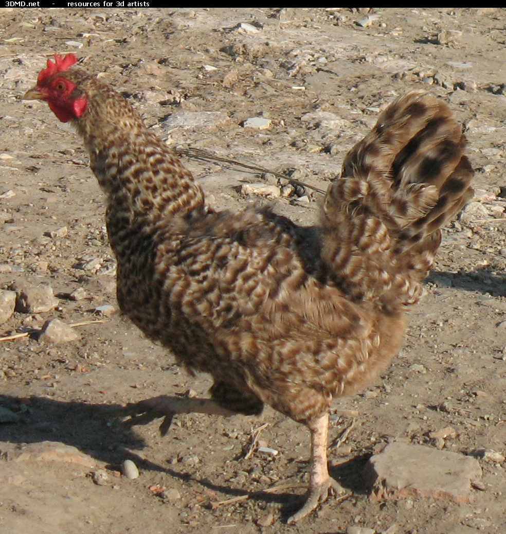 Grey Hen Photo     