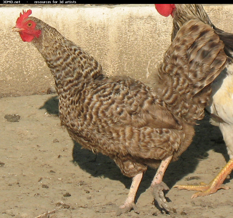 Grey Hen Photo     