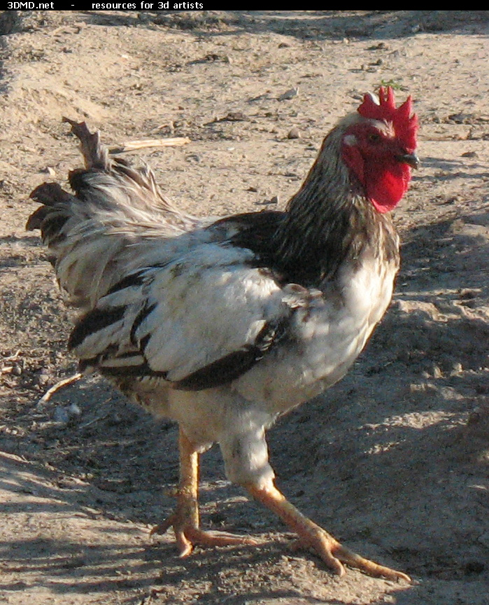 Rooster Photo     