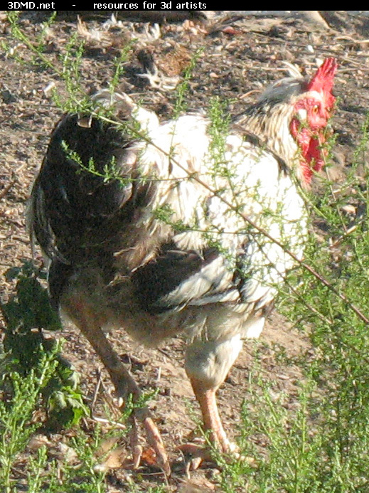 Rooster Photo     