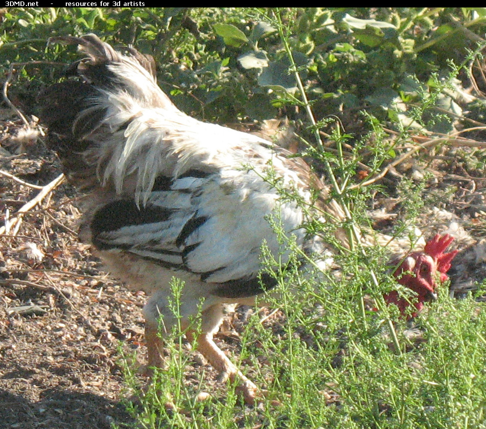 Rooster Photo     