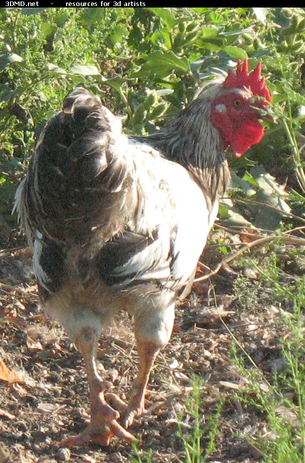 Rooster Photo     