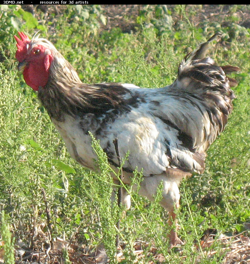 Rooster Photo     