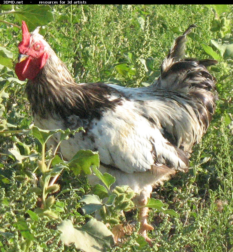 Rooster Photo     