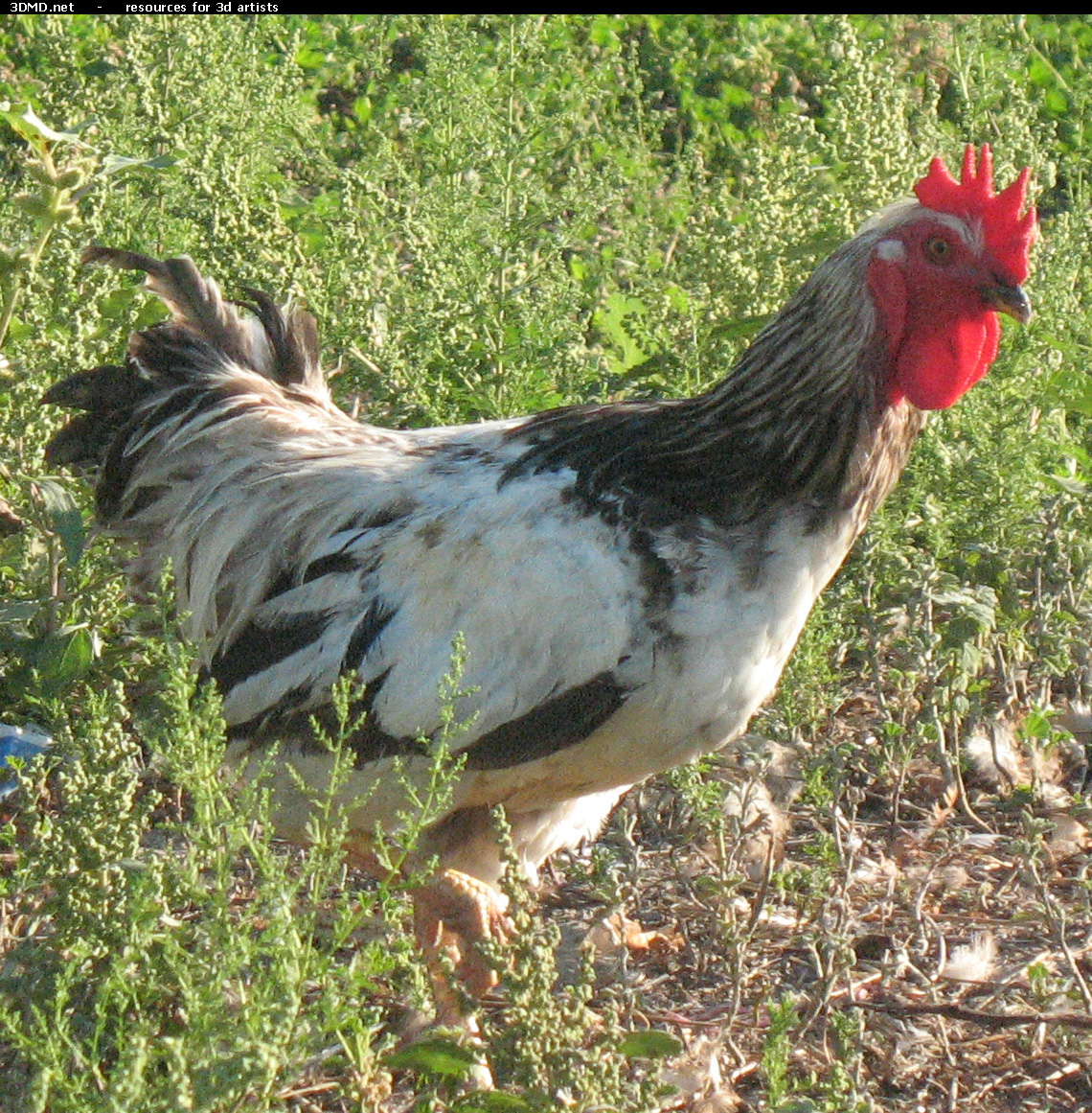 Rooster Photo     