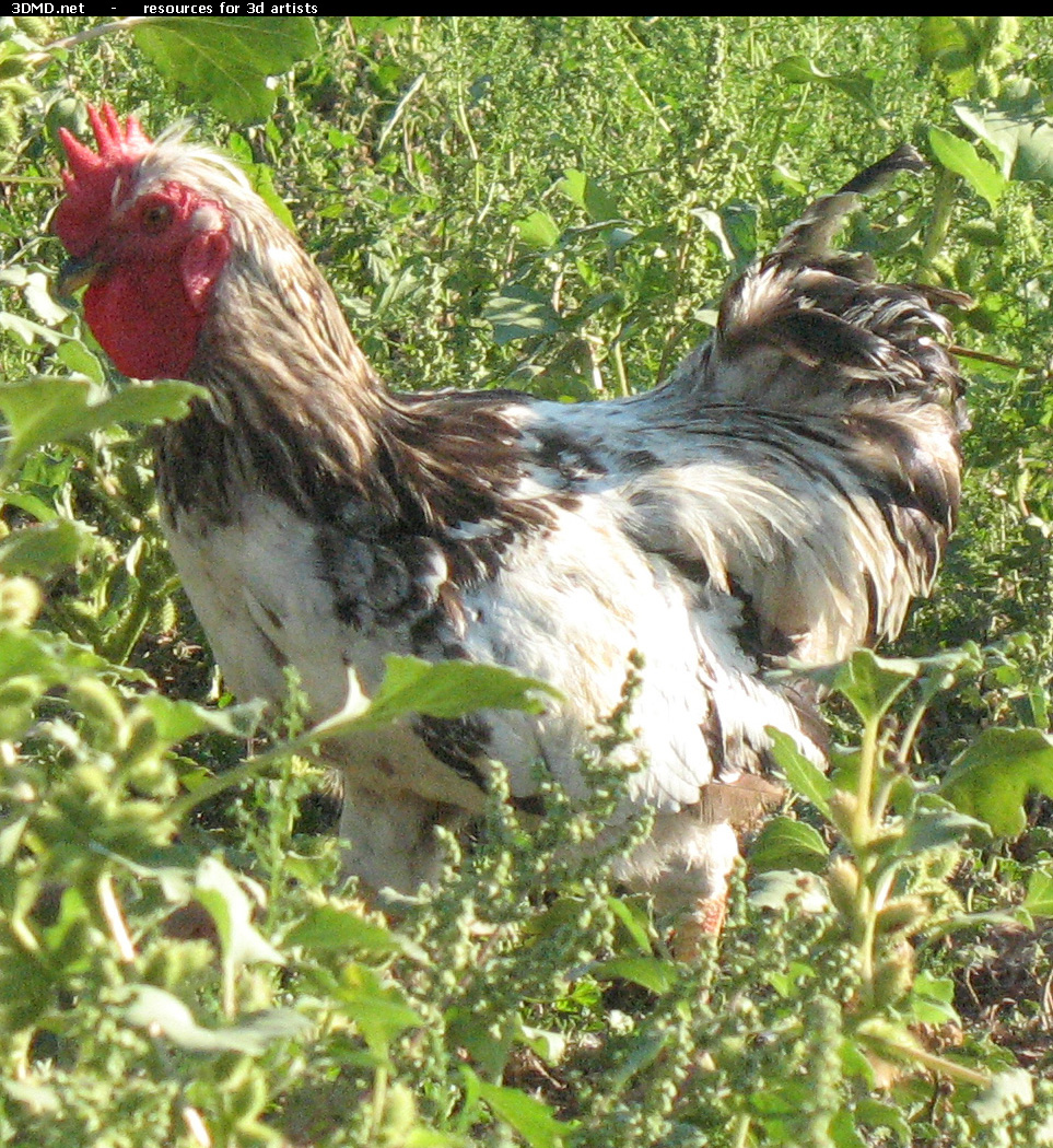 Rooster Photo     