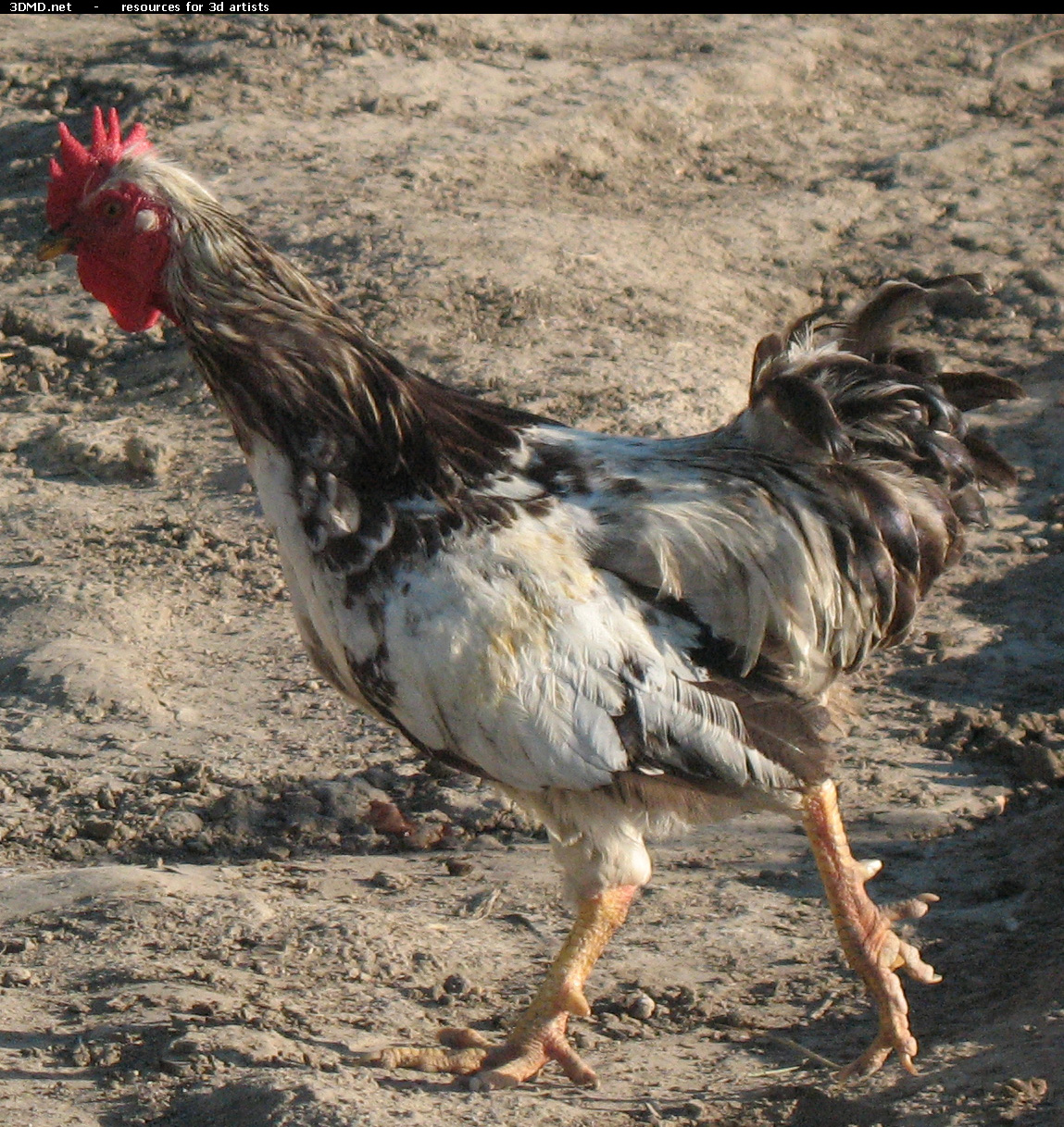 Rooster Photo     