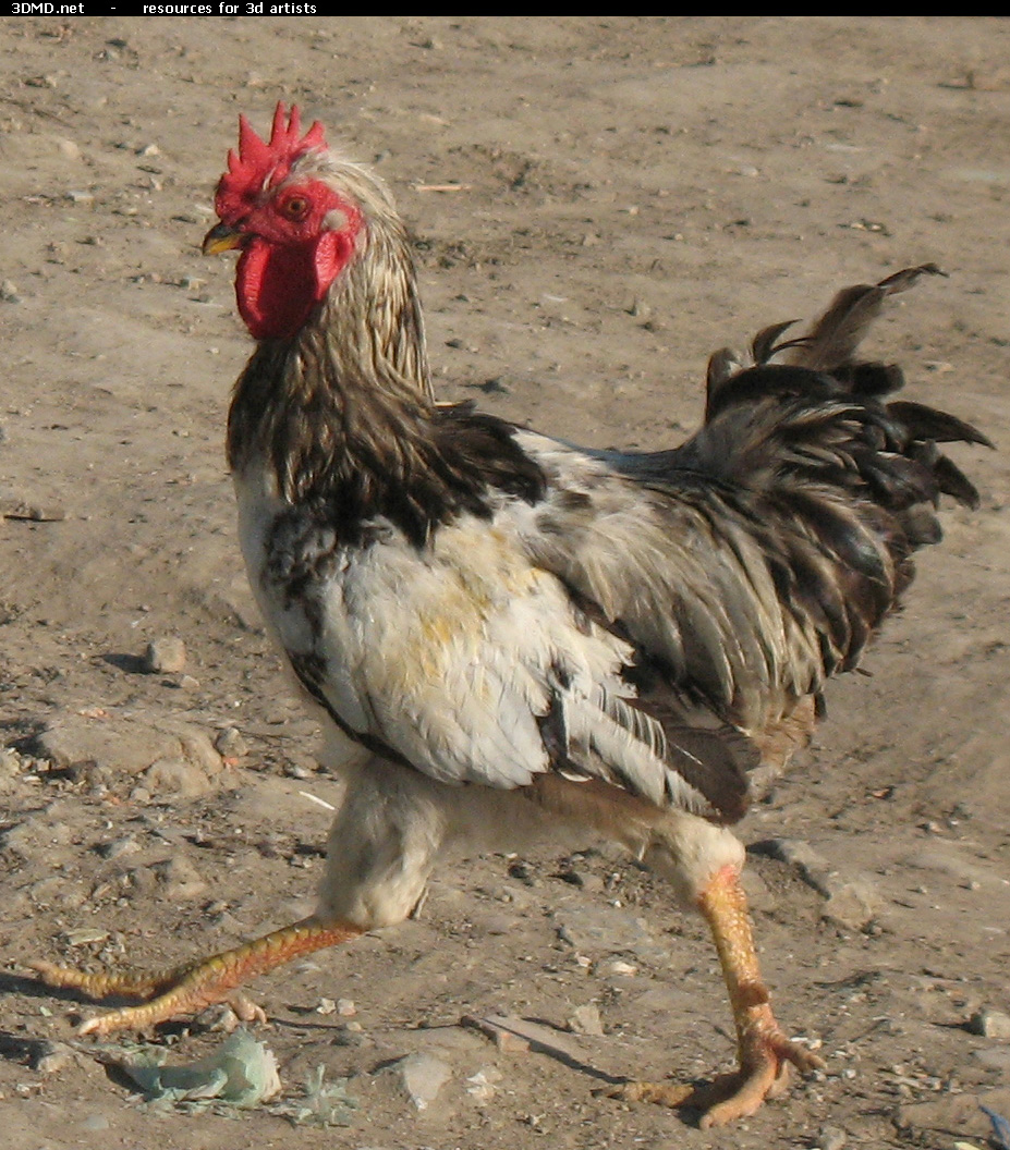 Rooster Photo     