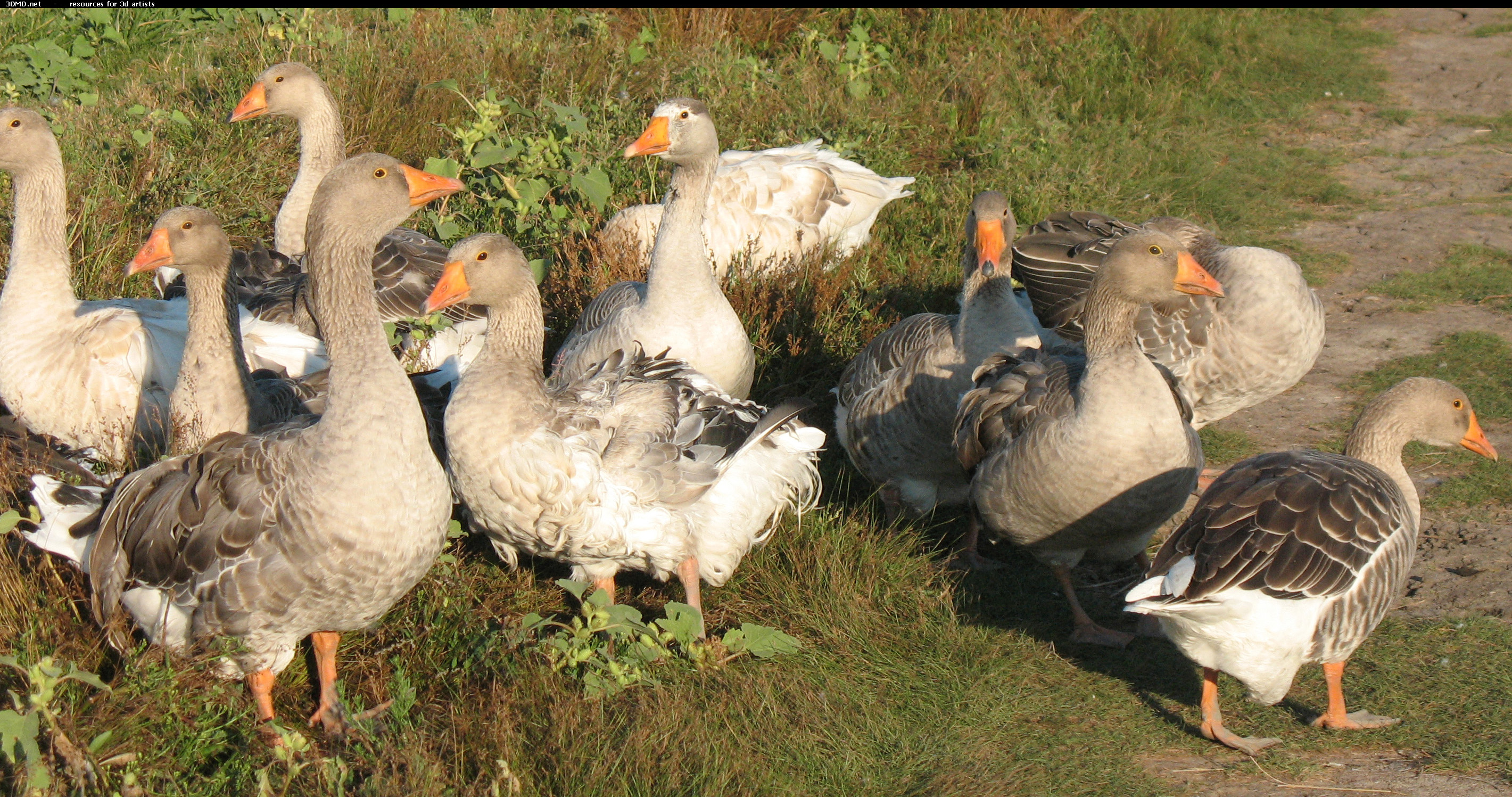 Grey Geese Photo     