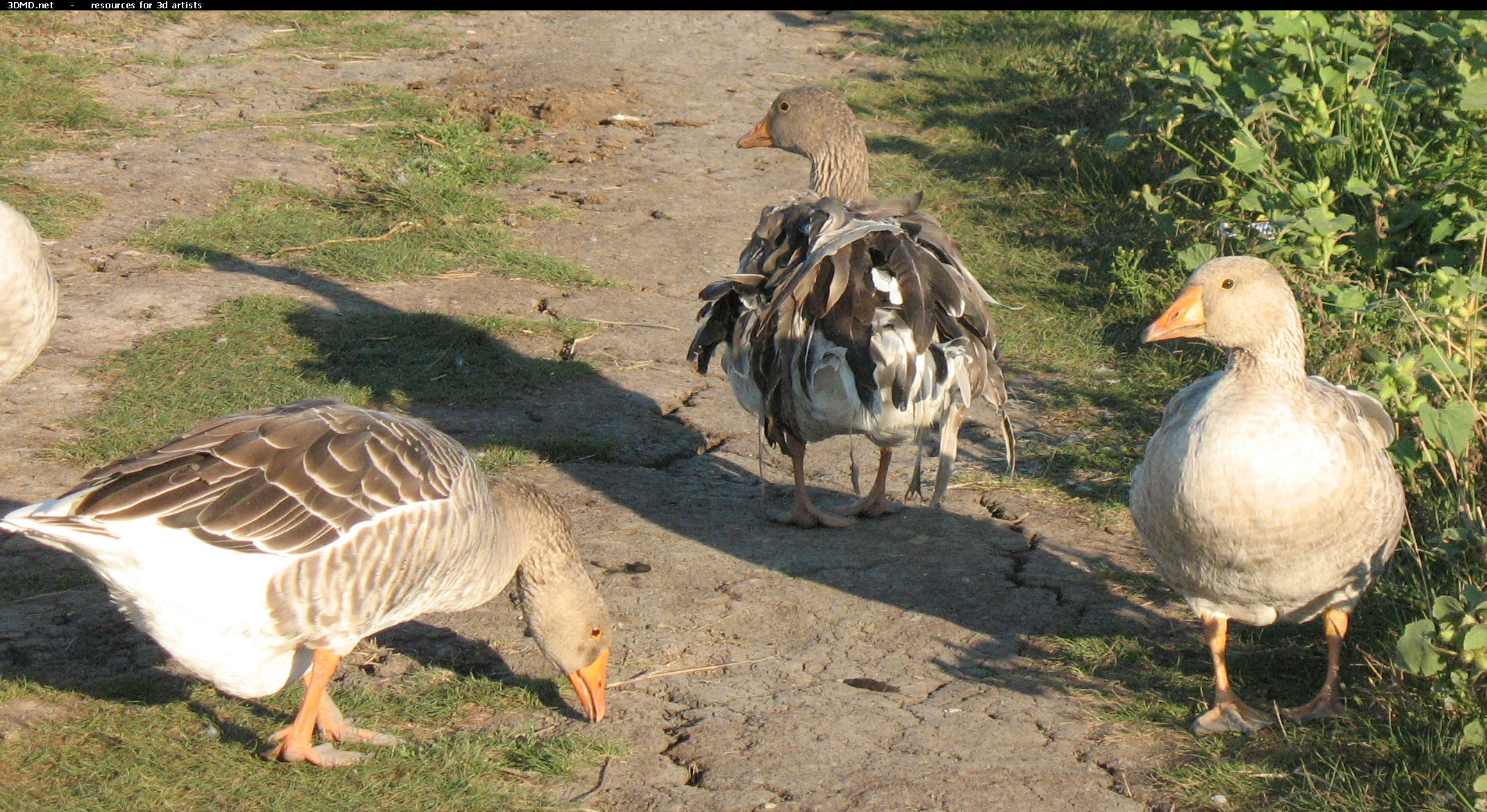 Grey Geese Photo     