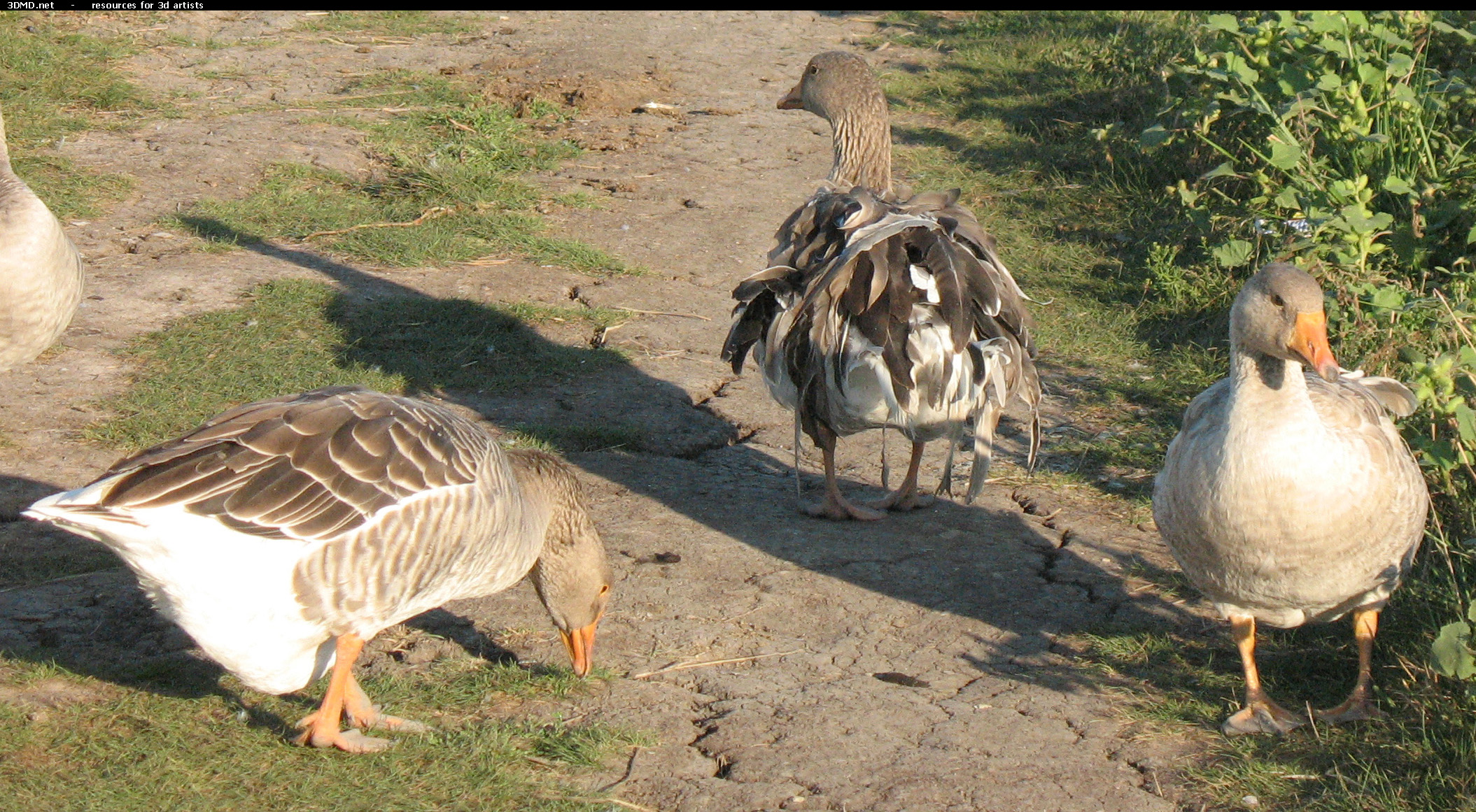 Grey Geese Photo     