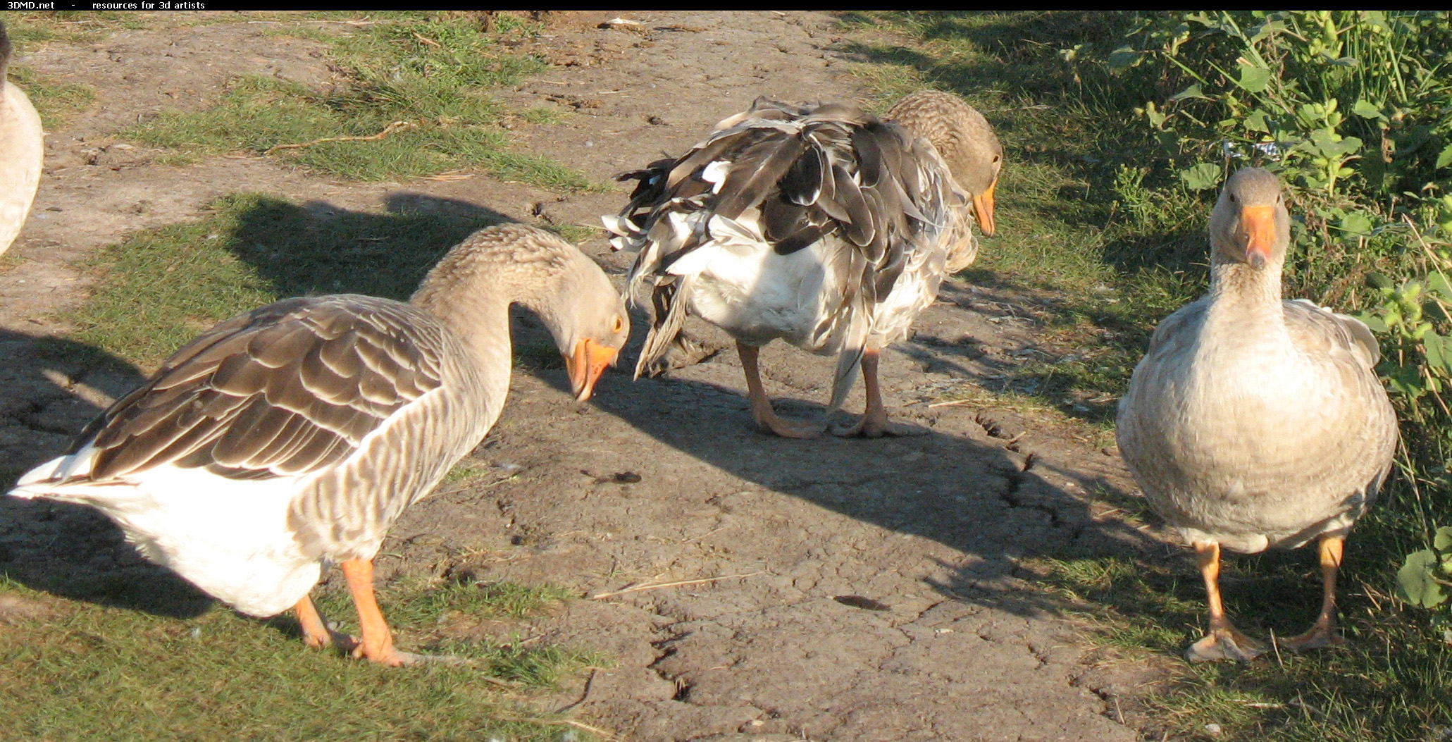 Grey Geese Photo     