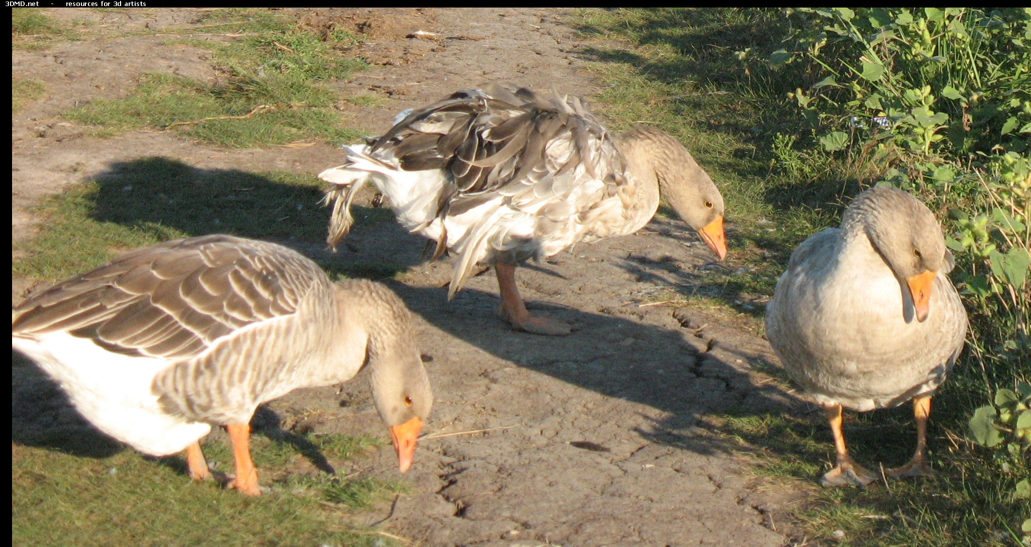 Grey Geese Photo     