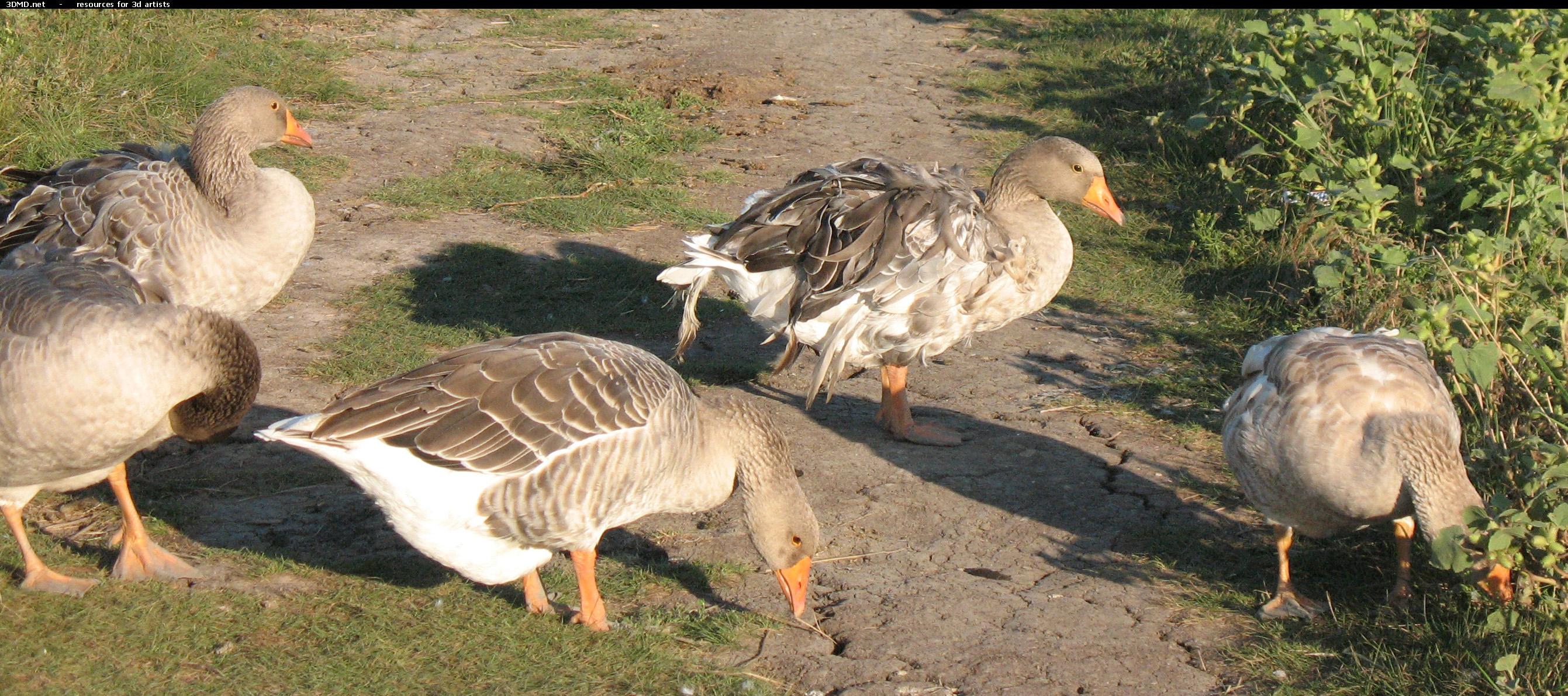 Grey Geese Photo     