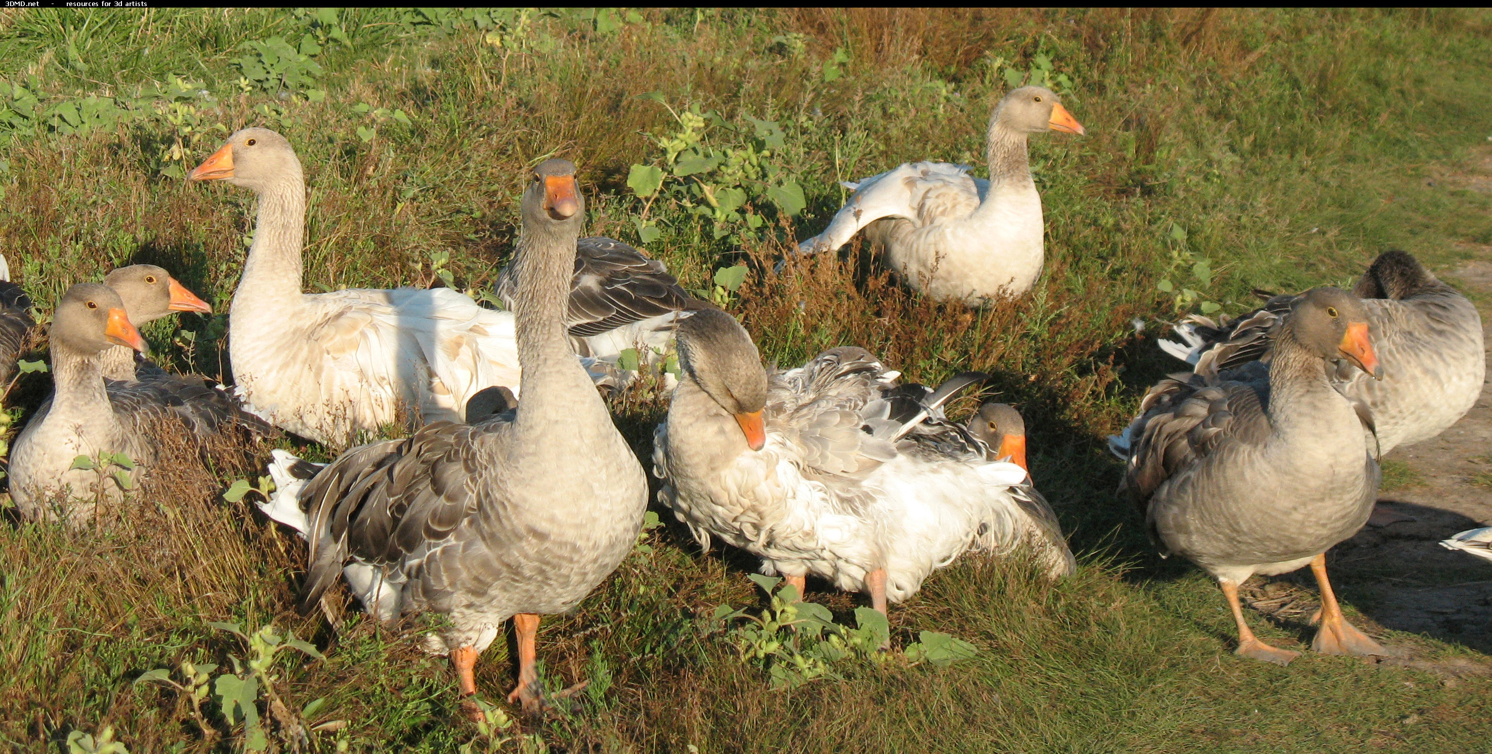 Grey Geese Photo     