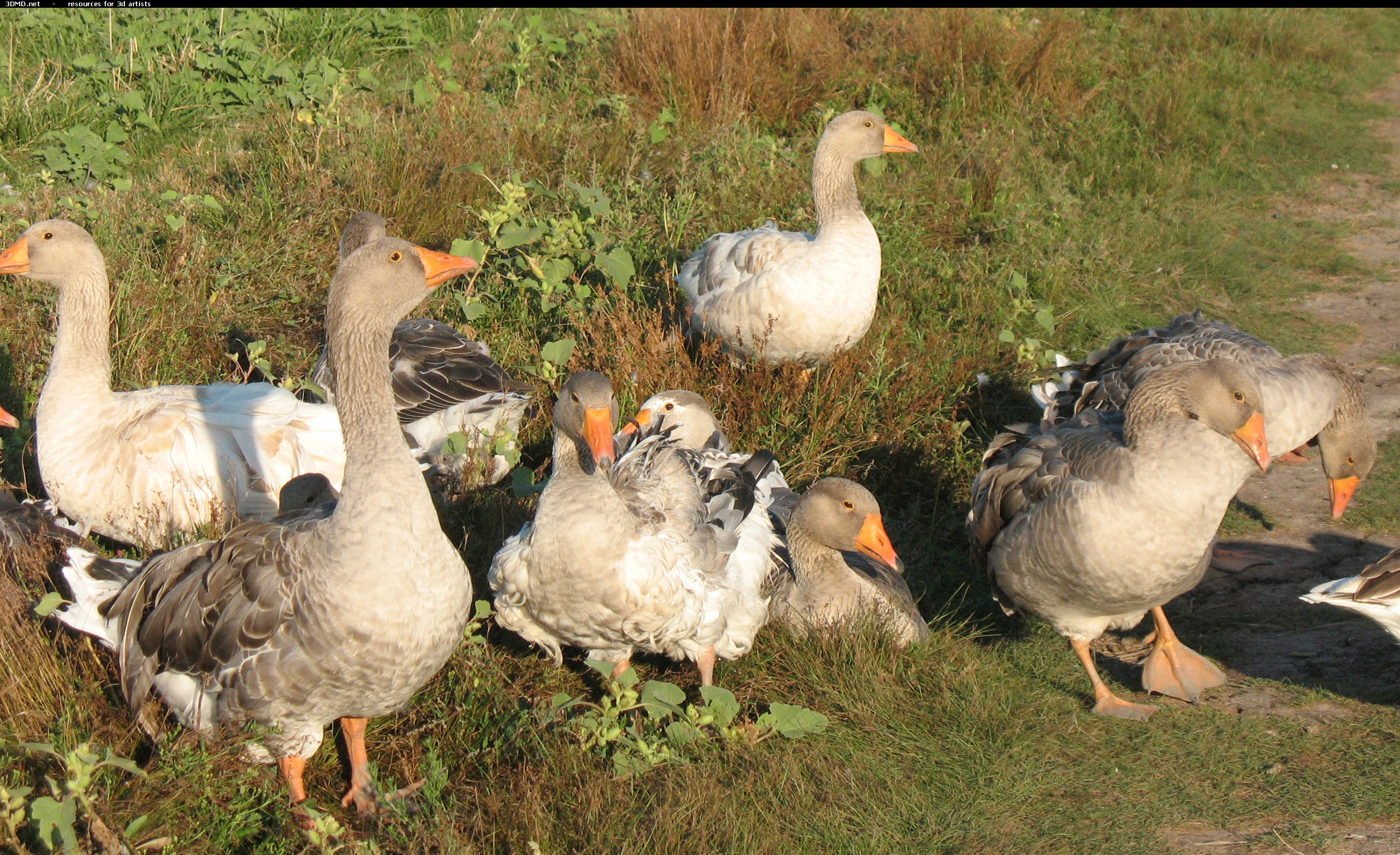 Grey Geese Photo     