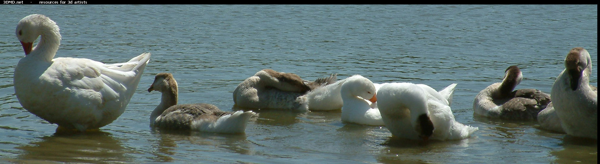 Geese On Water Photo     