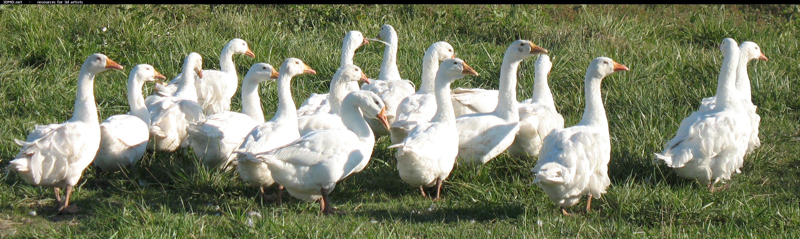 White Goose Photo     