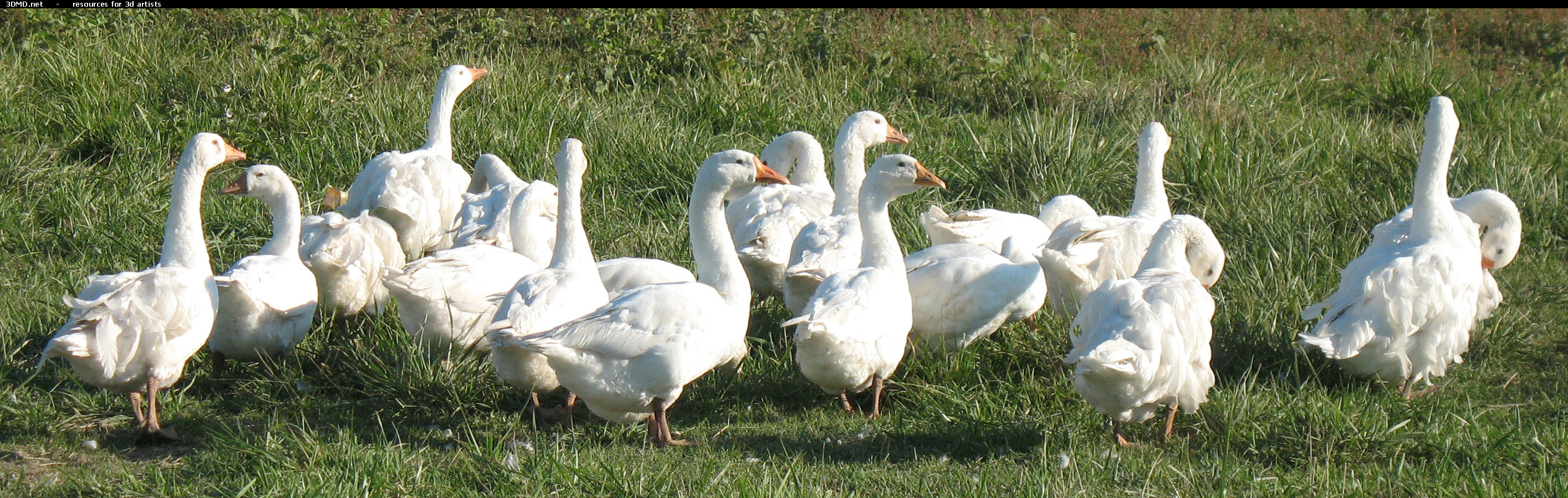 White Goose Photo     