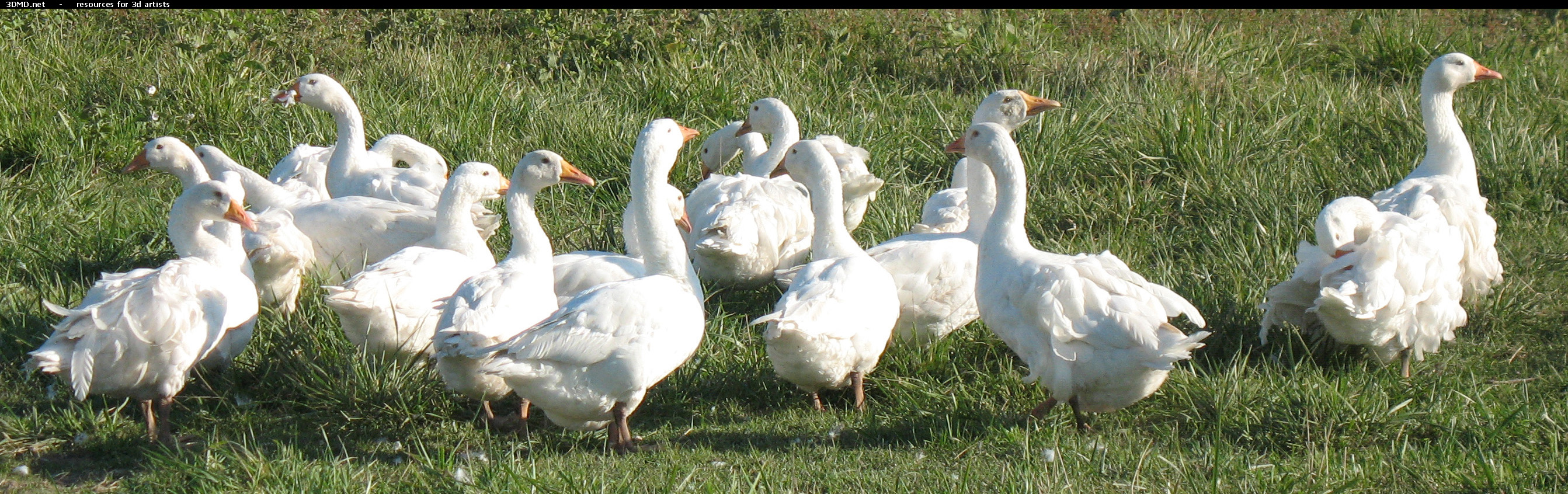 White Goose Photo     