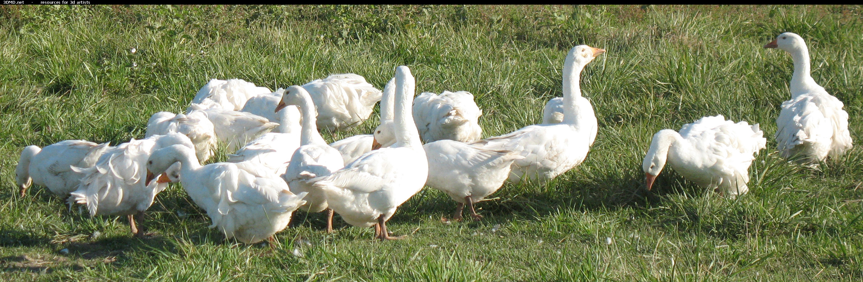 White Goose Photo     