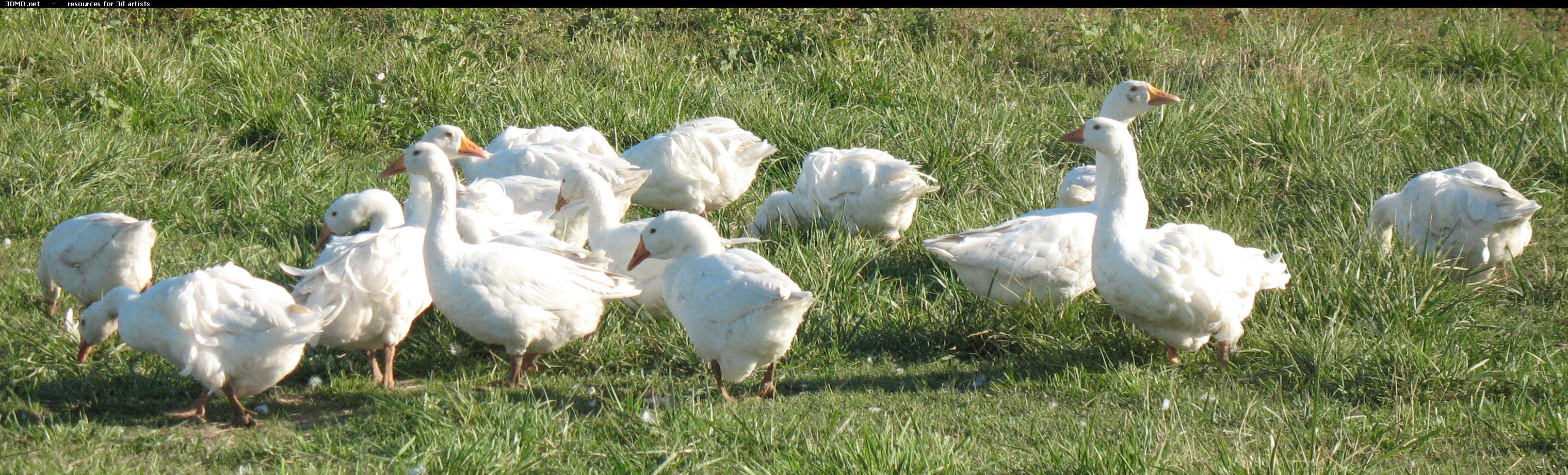 White Goose Photo     