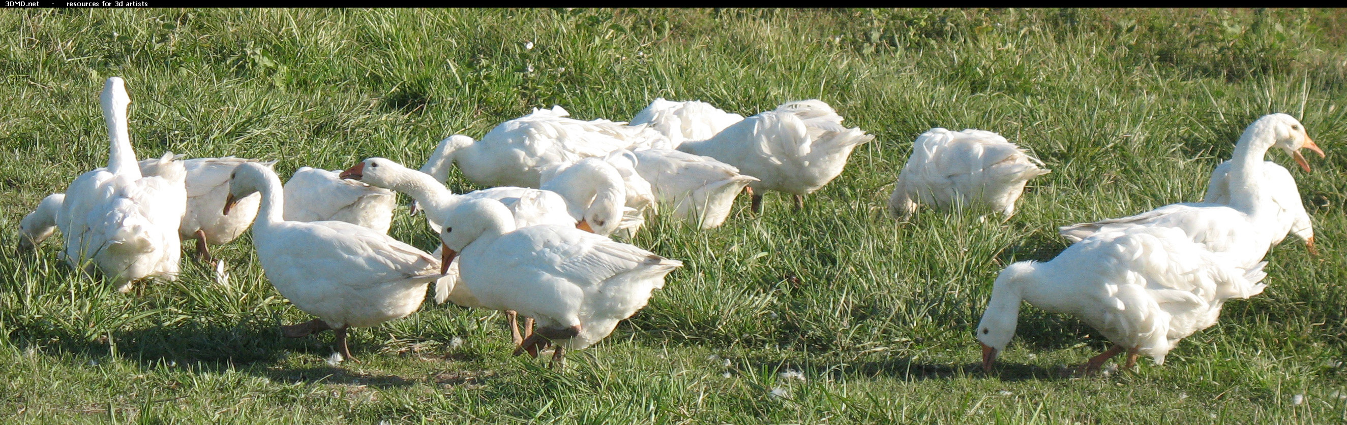 White Goose Photo     