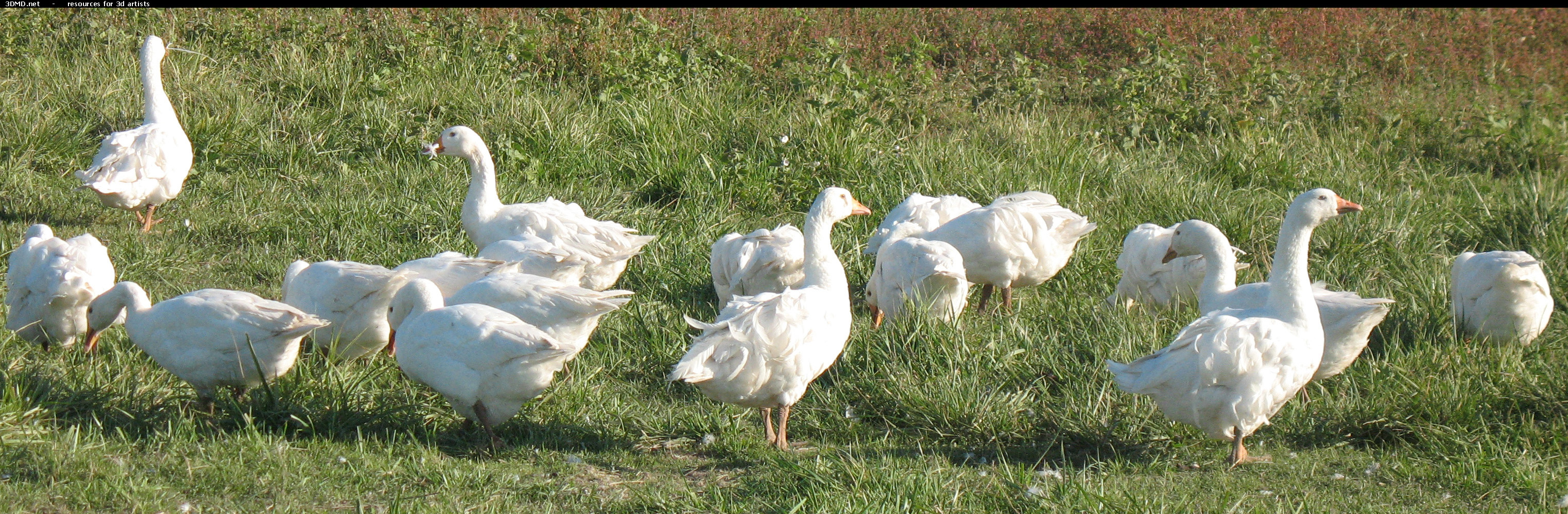 White Goose Photo     