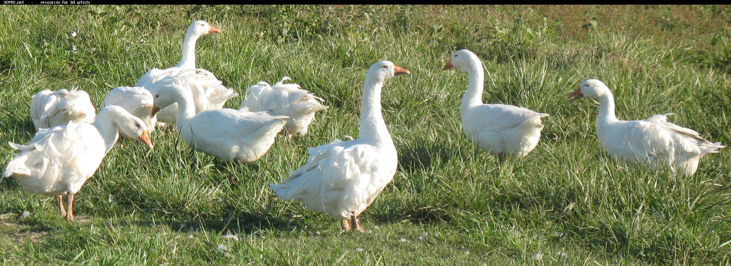 White Goose Photo     