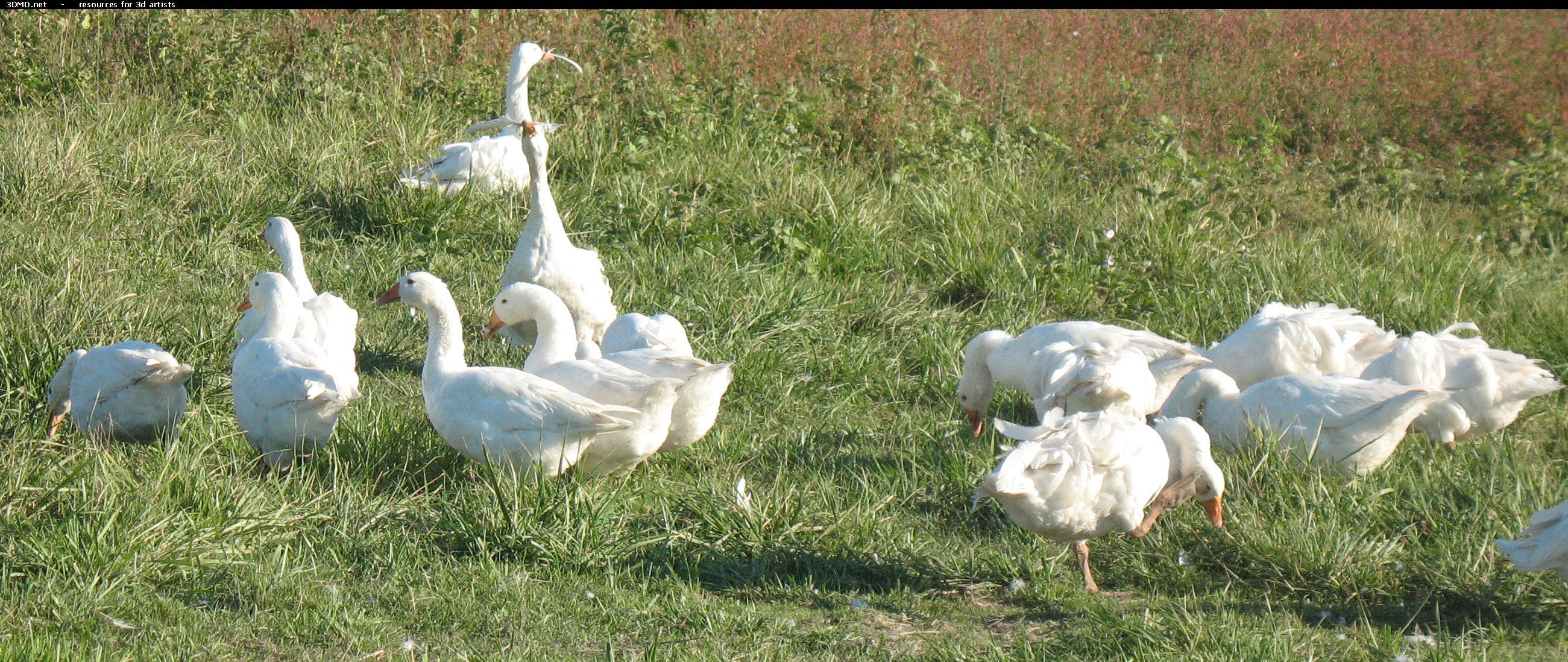 White Goose Photo     