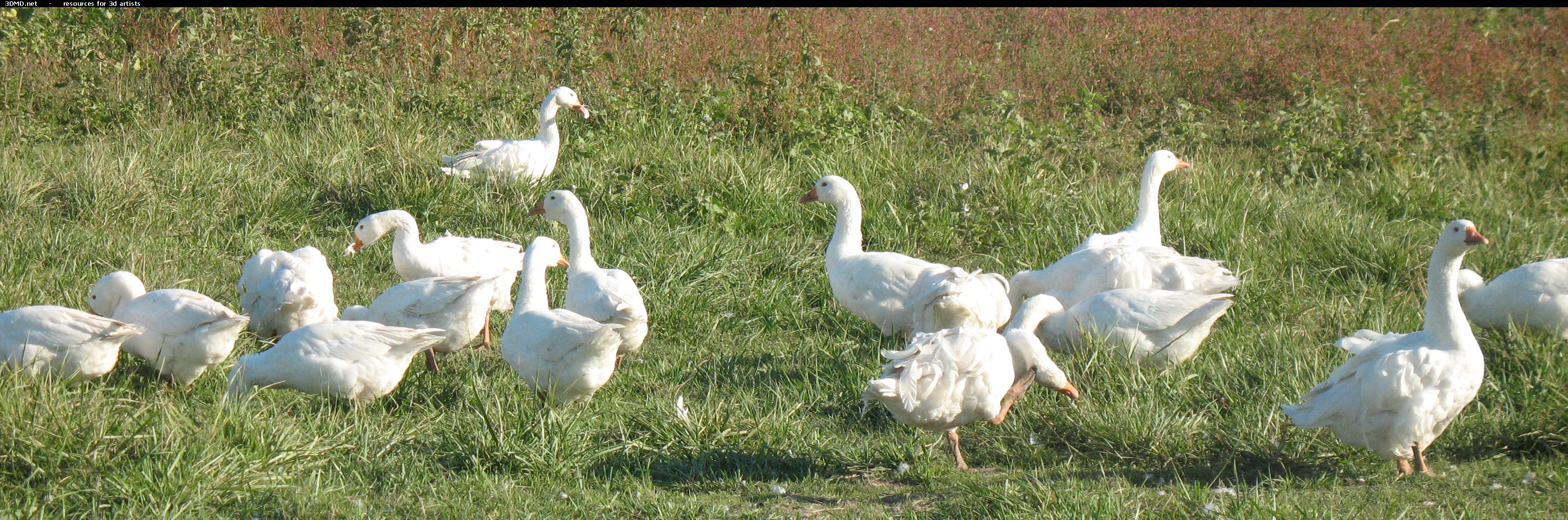 White Goose Photo     