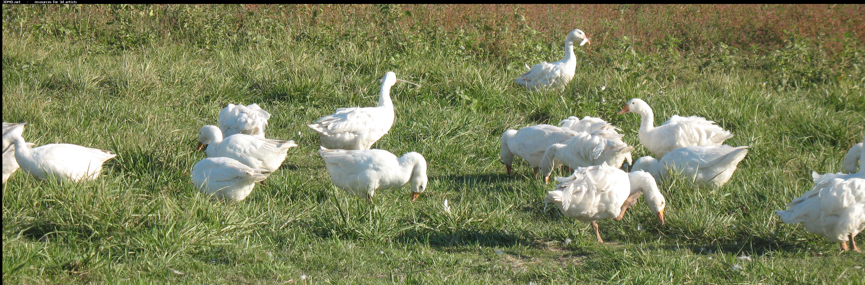 White Goose Photo     