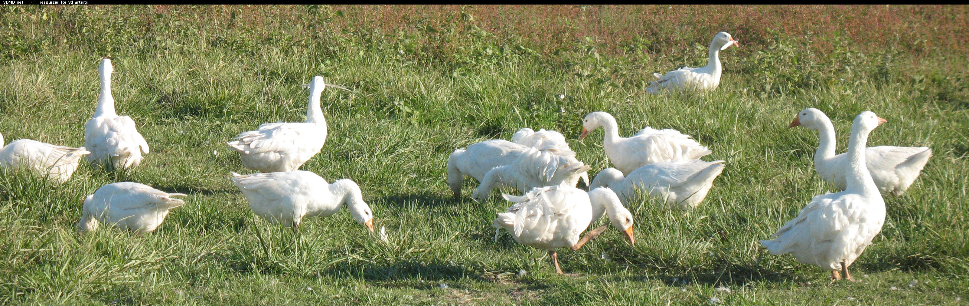 White Goose Photo     