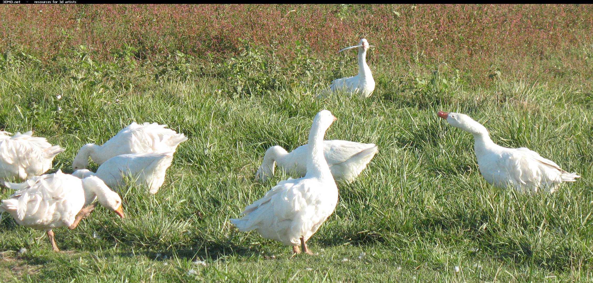 White Goose Photo     