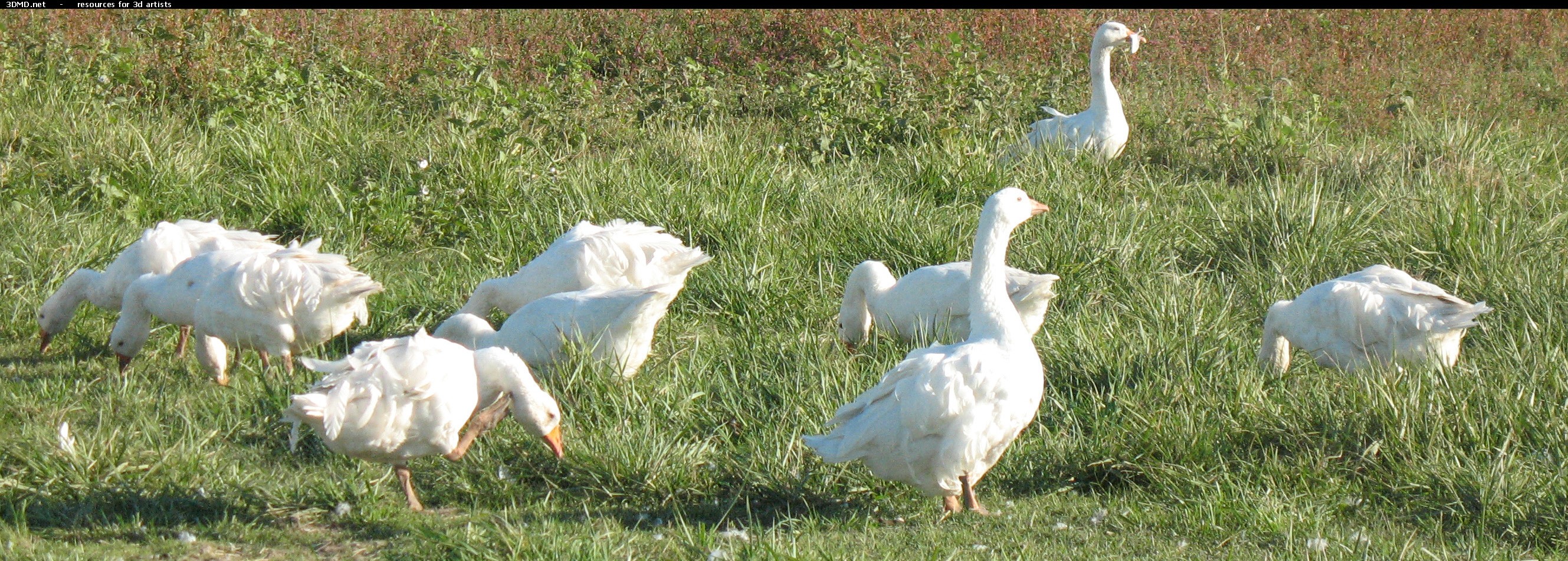 White Goose Photo     