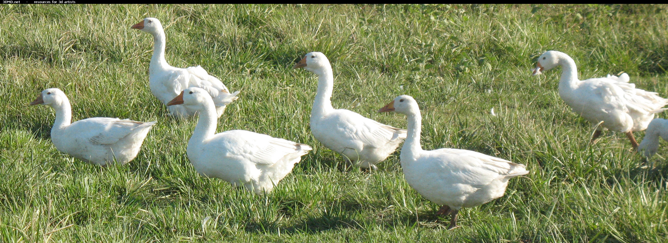 White Goose Photo     