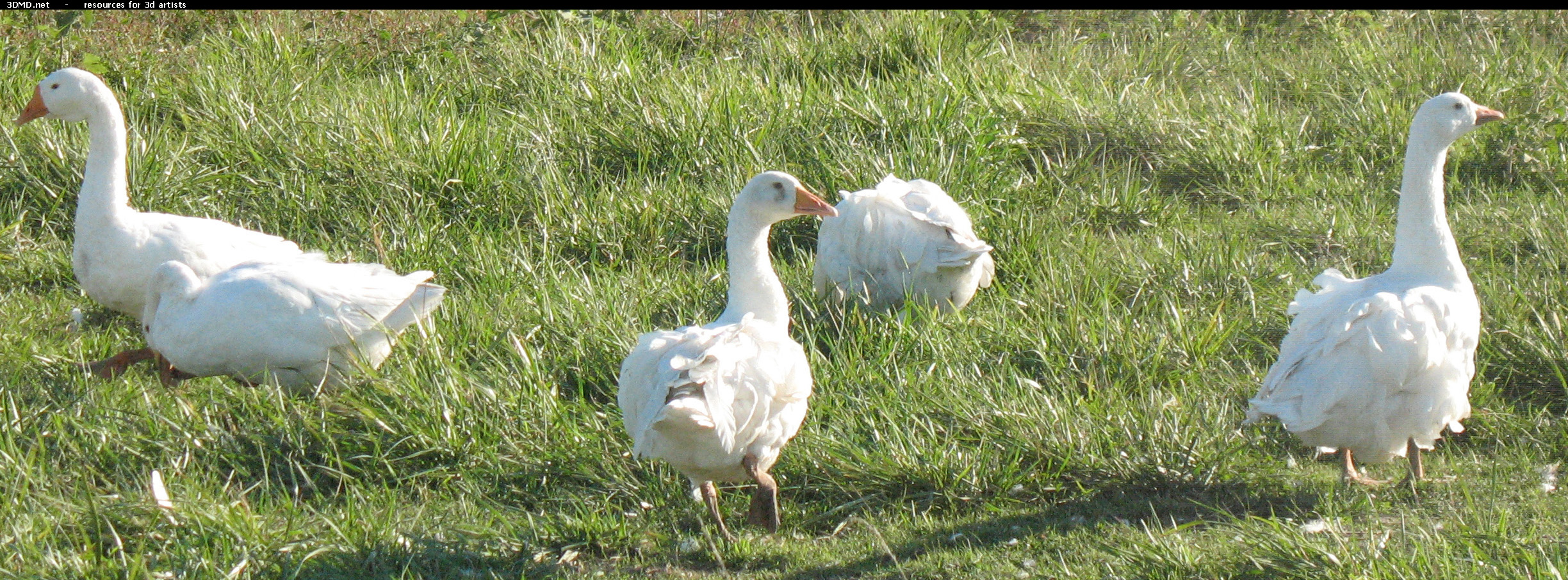 White Goose Photo     