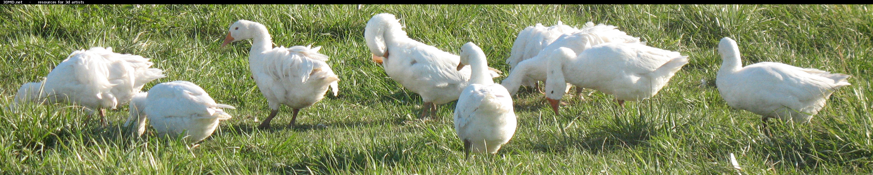 White Goose Photo     