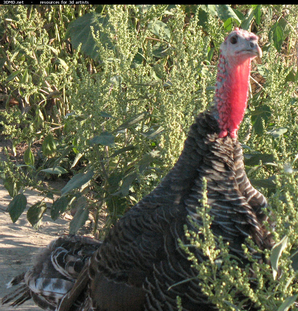 Turkey Photo     