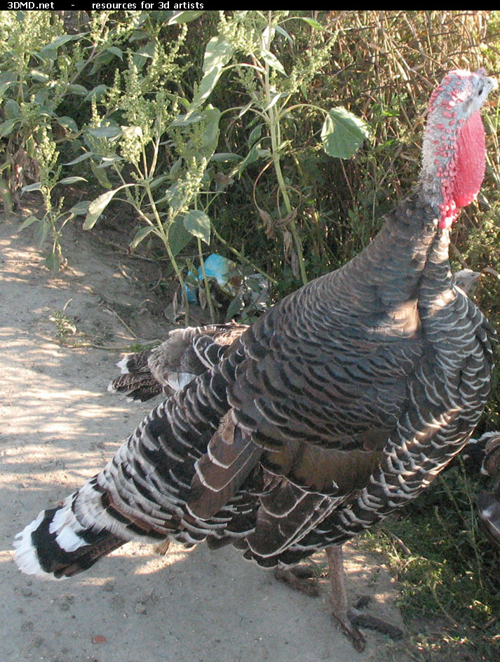 Turkey Photo     