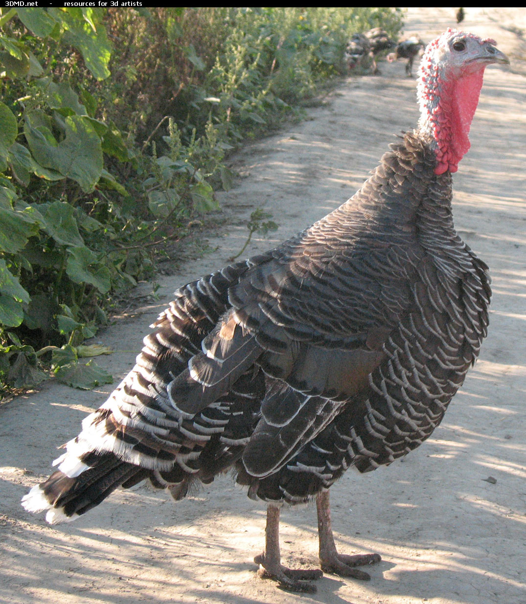 Turkey Photo     