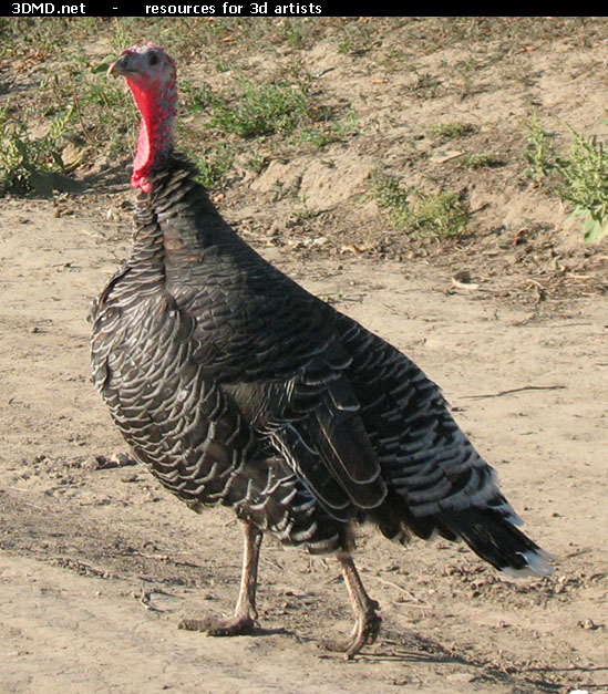 Turkey Photo     