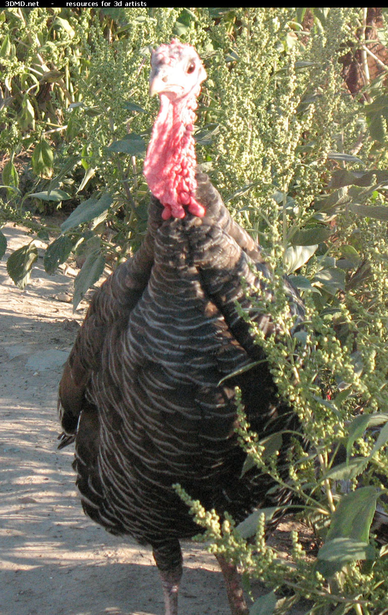 Turkey Photo Front  