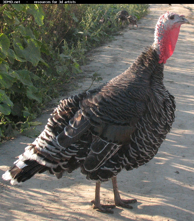 Turkey Photo Side  