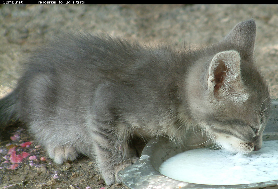 Kitten Photo    